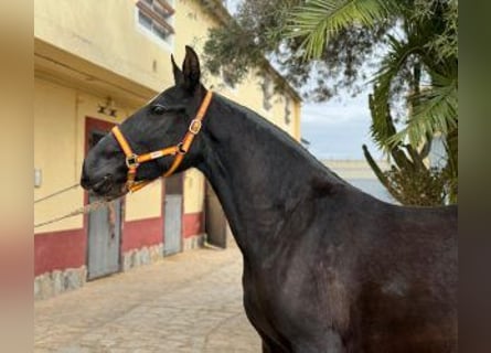 PRE Mix, Merrie, 5 Jaar, 161 cm, Zwart