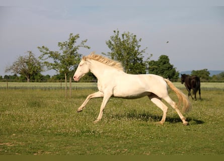 PRE, Merrie, 5 Jaar, 162 cm, Perlino