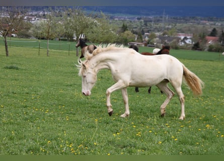 PRE, Merrie, 5 Jaar, 162 cm, Perlino