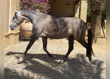 PRE, Merrie, 5 Jaar, 162 cm, Schimmel