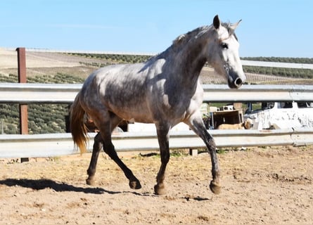 PRE, Merrie, 5 Jaar, 162 cm, Schimmel