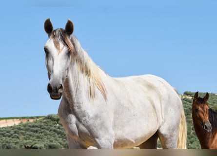 PRE, Merrie, 5 Jaar, 162 cm, Schimmel