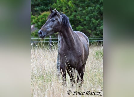 PRE, Merrie, 5 Jaar, 162 cm, Schimmel