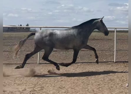 PRE, Merrie, 5 Jaar, 163 cm, Schimmel