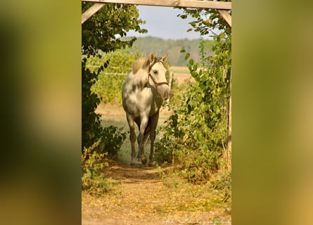 PRE Mix, Merrie, 5 Jaar, 163 cm, Schimmel