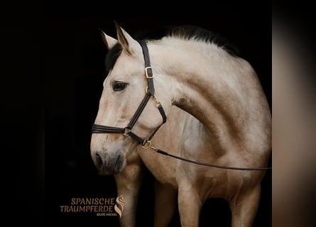 PRE, Merrie, 5 Jaar, 164 cm, Falbe