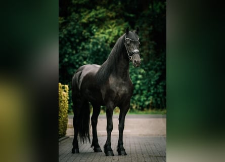PRE Mix, Merrie, 5 Jaar, 164 cm, Zwart