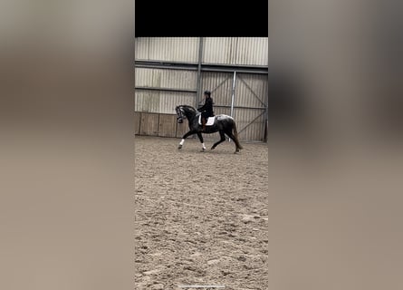 PRE Mix, Merrie, 5 Jaar, 169 cm, Schimmel