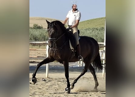 PRE, Merrie, 5 Jaar, 169 cm, Zwart