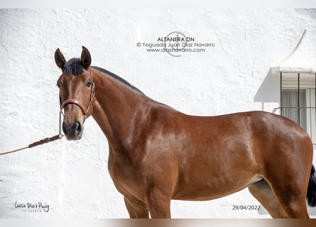 PRE Mix, Merrie, 5 Jaar, 177 cm, Bruin