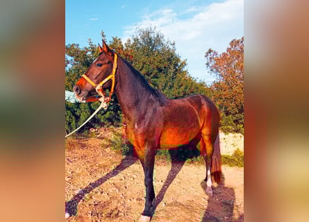 PRE Mix, Merrie, 6 Jaar, 149 cm, Bruin