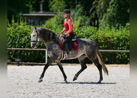 PRE Mix, Merrie, 6 Jaar, 160 cm, Appelschimmel