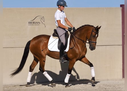 PRE Mix, Merrie, 6 Jaar, 160 cm, Bruin