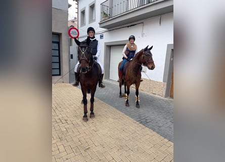 PRE, Merrie, 6 Jaar, 160 cm, Bruin