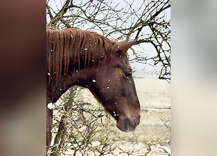 PRE, Merrie, 6 Jaar, 160 cm, Vos