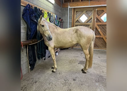 PRE Mix, Merrie, 6 Jaar, 162 cm, Palomino