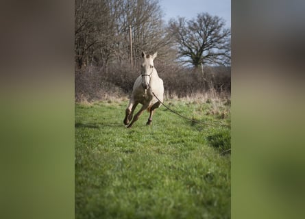 PRE, Merrie, 6 Jaar, 162 cm, Pearl