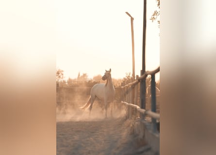 PRE Mix, Merrie, 6 Jaar, 162 cm, Schimmel