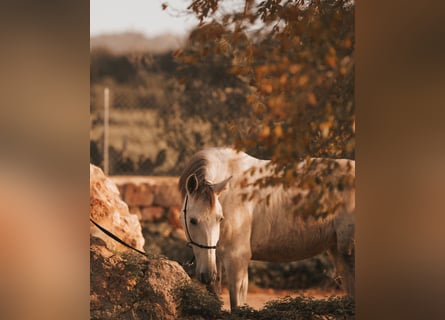 PRE Mix, Merrie, 6 Jaar, 162 cm, Schimmel