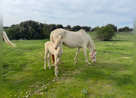 PRE Mix, Merrie, 6 Jaar, 163 cm, Perlino