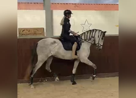 PRE Mix, Merrie, 6 Jaar, 173 cm, Schimmel