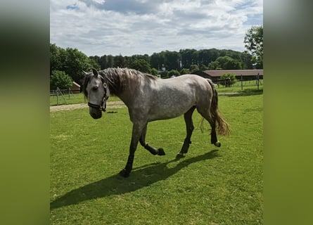 PRE Mix, Merrie, 7 Jaar, 151 cm, Schimmel