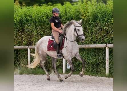 PRE Mix, Merrie, 7 Jaar, 153 cm, Schimmel