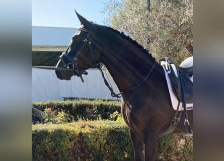 PRE Mix, Merrie, 7 Jaar, 160 cm, Zwart