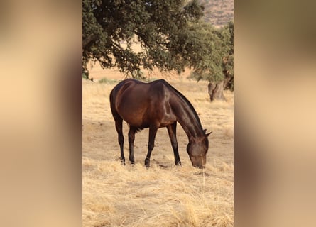 PRE Mix, Merrie, 7 Jaar, 161 cm, Donkerbruin