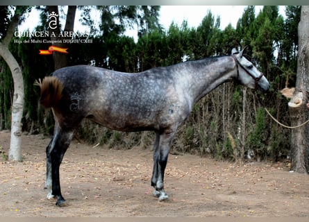 PRE, Merrie, 7 Jaar, 162 cm, Schimmel
