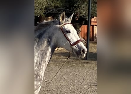 PRE, Merrie, 7 Jaar, 163 cm, Schimmel