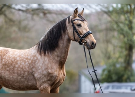 PRE Mix, Merrie, 8 Jaar, 157 cm, Buckskin