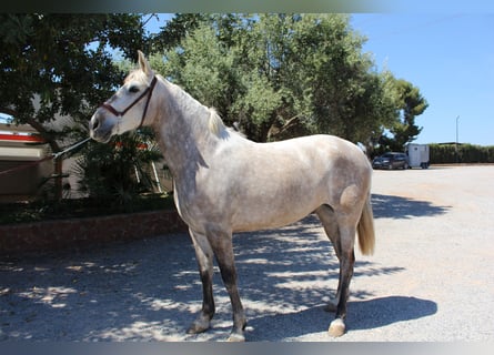 PRE Mix, Merrie, 8 Jaar, 157 cm, Schimmel