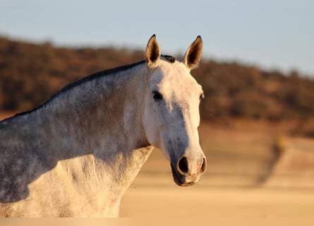 PRE Mix, Merrie, 8 Jaar, 160 cm, Schimmel