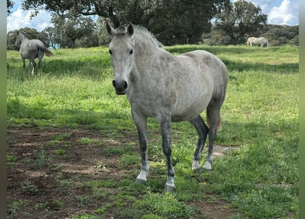 PRE Mix, Merrie, 8 Jaar, 162 cm, Bruin
