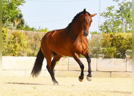 PRE, Merrie, 8 Jaar, 168 cm, Bruin