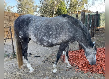 PRE, Merrie, 8 Jaar, Schimmel