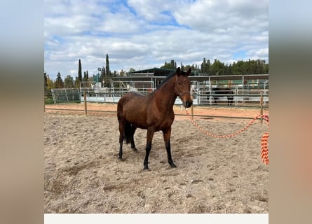 PRE, Merrie, 9 Jaar, 157 cm, Bruin