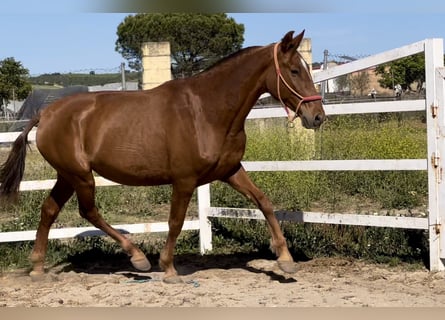 PRE Mix, Merrie, 9 Jaar, 163 cm, Vos