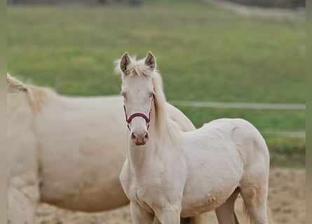 PRE, Merrie, Veulen (06/2025), 137 cm, Perlino