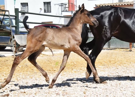 PRE, Merrie, Veulen (04/2026), 158 cm, Zwart
