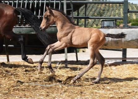 PRE, Merrie, Veulen (03/2026), 160 cm, Falbe