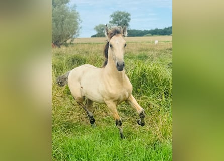 PRE Mix, Merrie, veulen (03/2024), 162 cm, Falbe