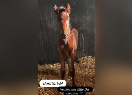 PRE, Merrie, Veulen (03/2026), 168 cm, Bruin