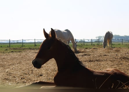 PRE, Merrie, , Donkerbruin