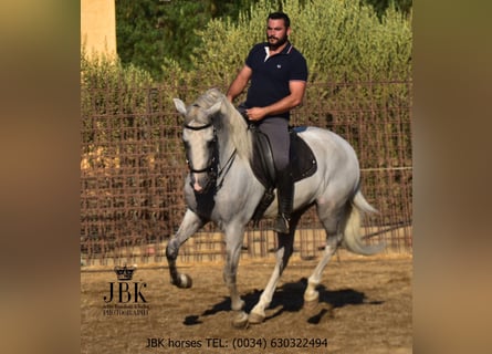 PRE, Ogier, 10 lat, 158 cm, Siwa