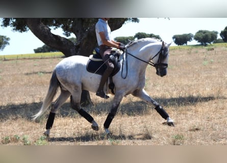 PRE Mix, Ogier, 10 lat, 162 cm, Siwa