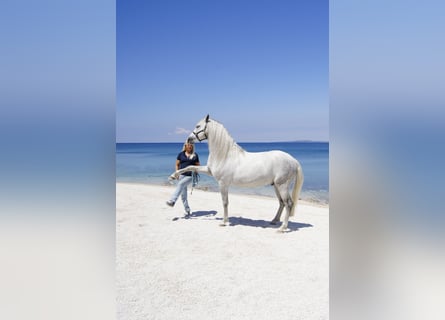 PRE, Ogier, 10 lat, 163 cm, Siwa