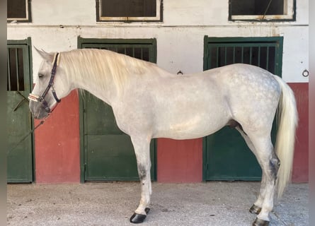 PRE, Ogier, 10 lat, 170 cm, Siwa