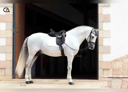 PRE, Ogier, 11 lat, 161 cm, Siwa